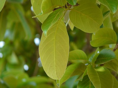 Karaka Nut