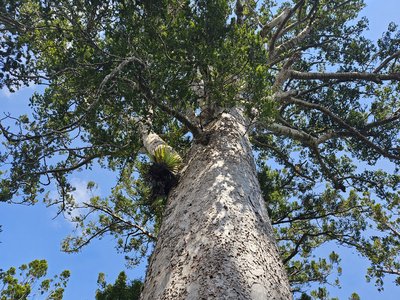 Kauri