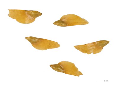 Keteleeria