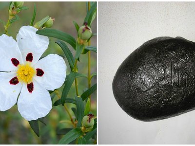 Labdanum Cistus