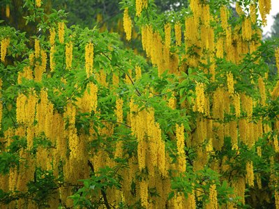 Laburnum alpinum