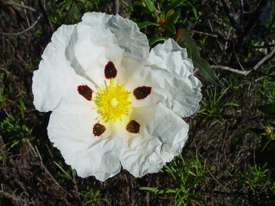 Ladanifer Cistus