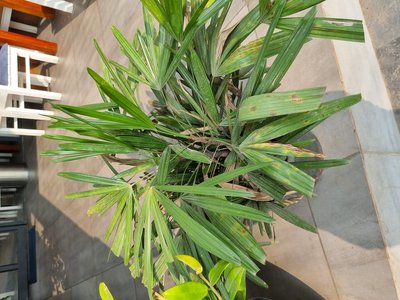 Lady Palm
