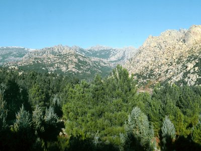 Laga Pine