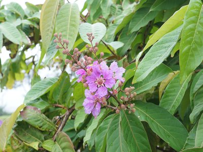 Lagerstroemia