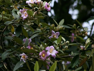 Lagunaria