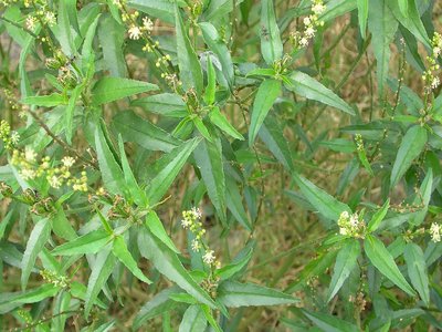 Lanceolate Ash
