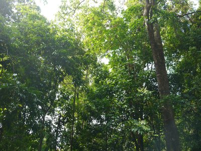 Lancewood