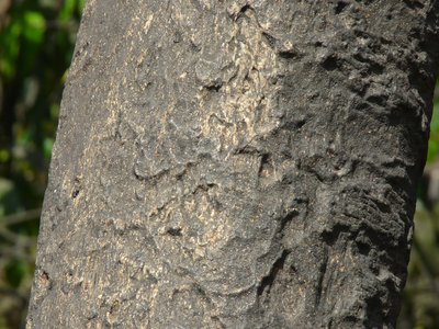 Laotian Ironwood