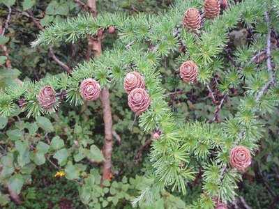 Larch