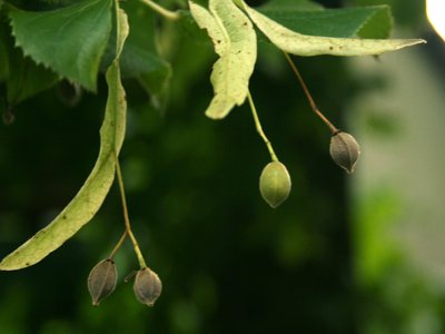 Largeleaf Lime