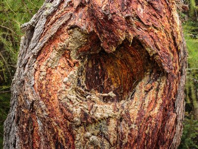 Larix decidua