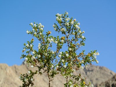 Larrea Tridentata