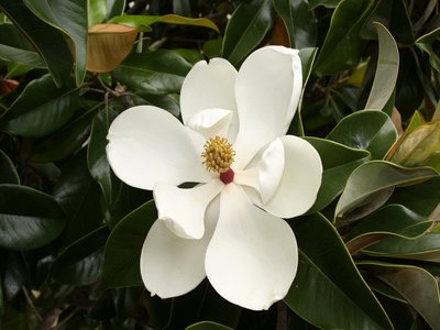 Laurel Magnolia