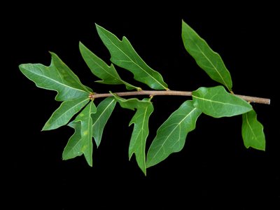 Laurel Oak