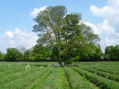 Lavender Tree