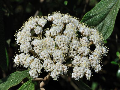 Leatherleaf Viburnum