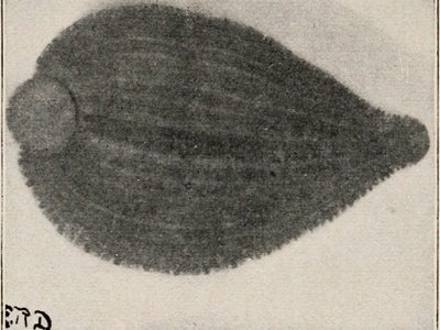 Leeches Fig