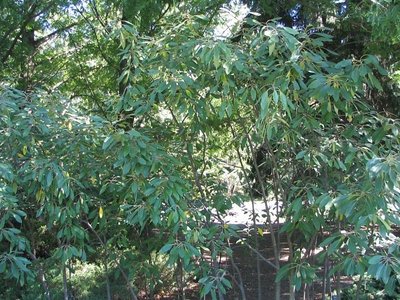 Leitneria