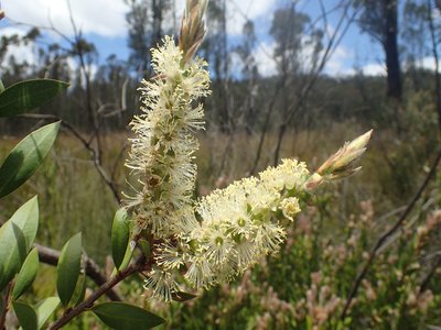 Lemon Bottlebrush