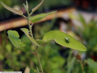 Lemon Eucalyptus