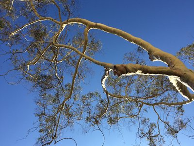 Lemon Scented Gum