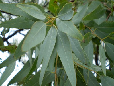 Lemon Scented Ironbark