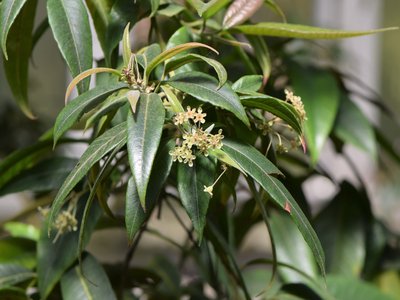 Lemon Scented Myrtle