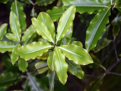 Lemonwood