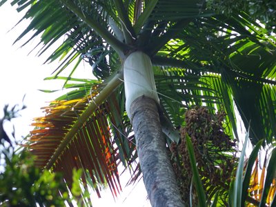 Lemur Palm