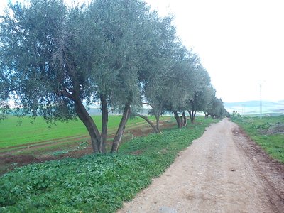 Lentil Tree