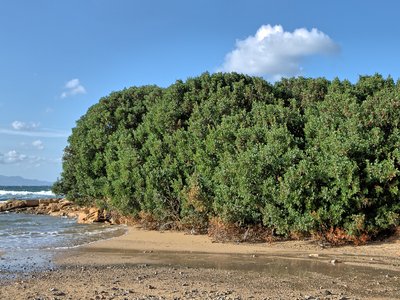 Lentisco