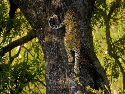 Leopard Tree