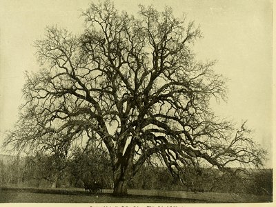 Lepidobalanus Oak