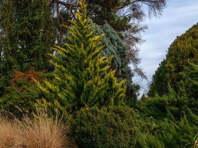 Leyland Cypress
