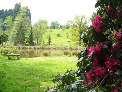 Leyland Rhododendron