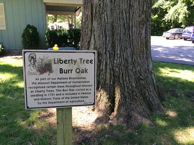 Liberty Oak