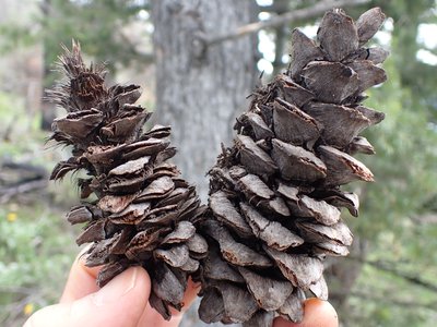 Limber Pine