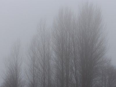 Lombardy Poplar