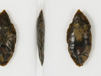 Long Leaf Fig