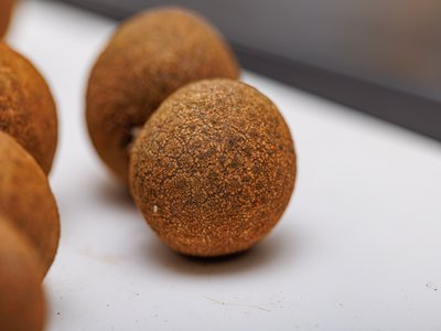 Longan