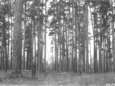 Longleaf Yellow Pine