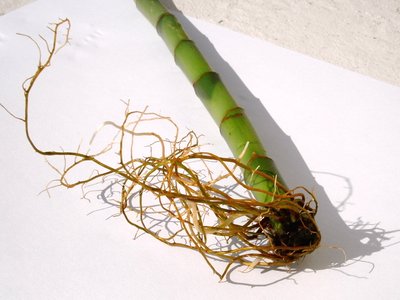 Lucky Bamboo
