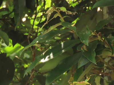 Mabolo