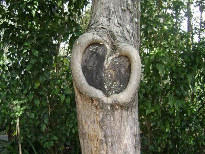 Macuna Tree