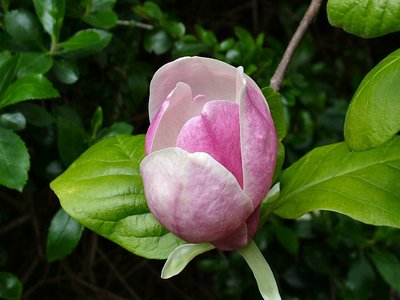 Magnolia