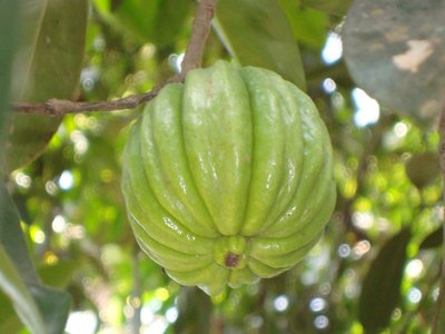 Malabar Tamarind