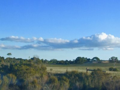 Mallee
