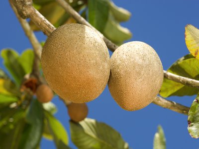 Mamey Sapote