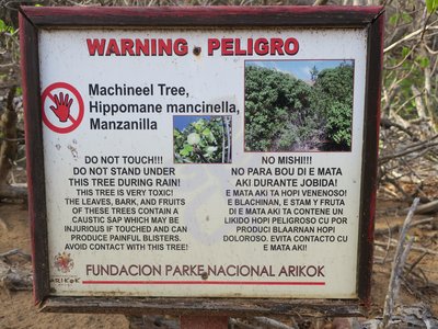 Manchineel Tree